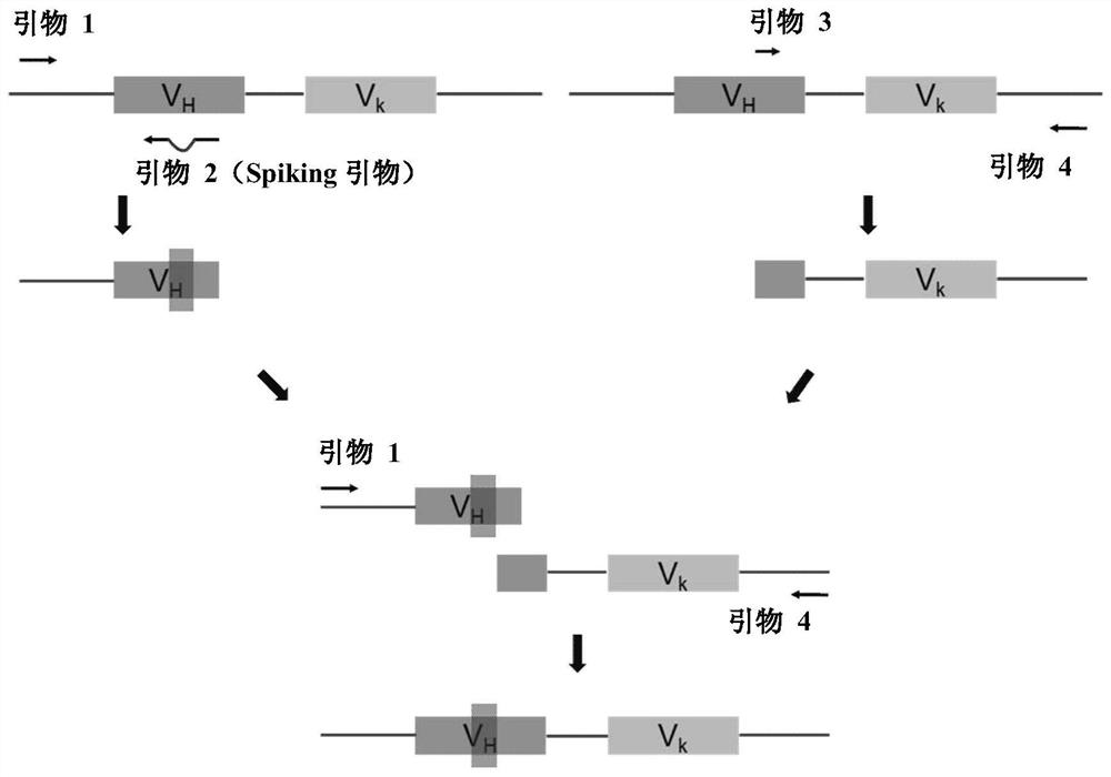 Antibody aiming at chemokine CX3CL1 and application thereof