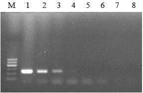 Reverse transcription loop-mediated isothermal amplification test kit of hog cholera virus and application thereof