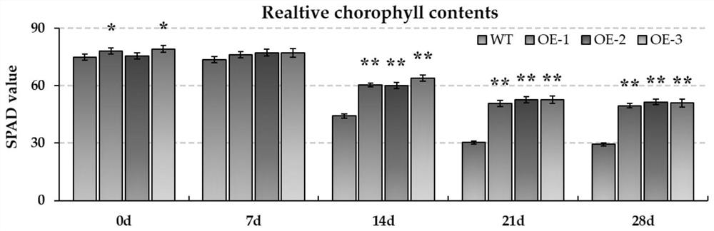 Application and method of Brassica napus bnmapk1 gene in improving plant shade tolerance