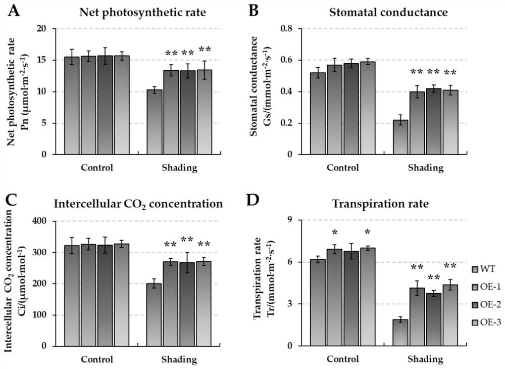 Application and method of Brassica napus bnmapk1 gene in improving plant shade tolerance