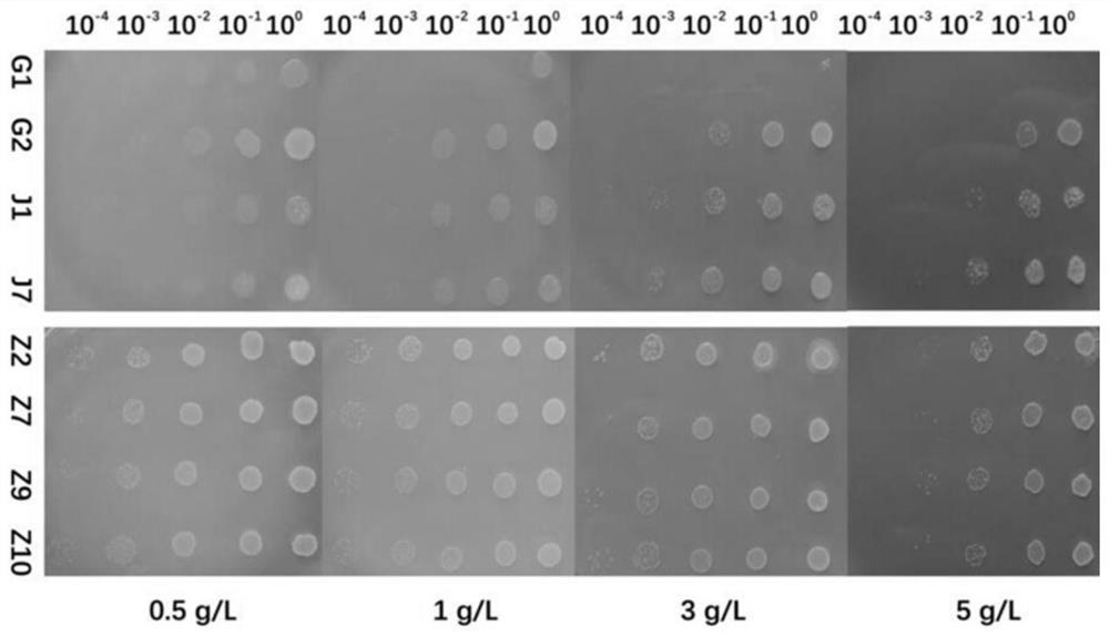 High-temperature-resistant high-yield cellulase bacillus subtilis and application thereof