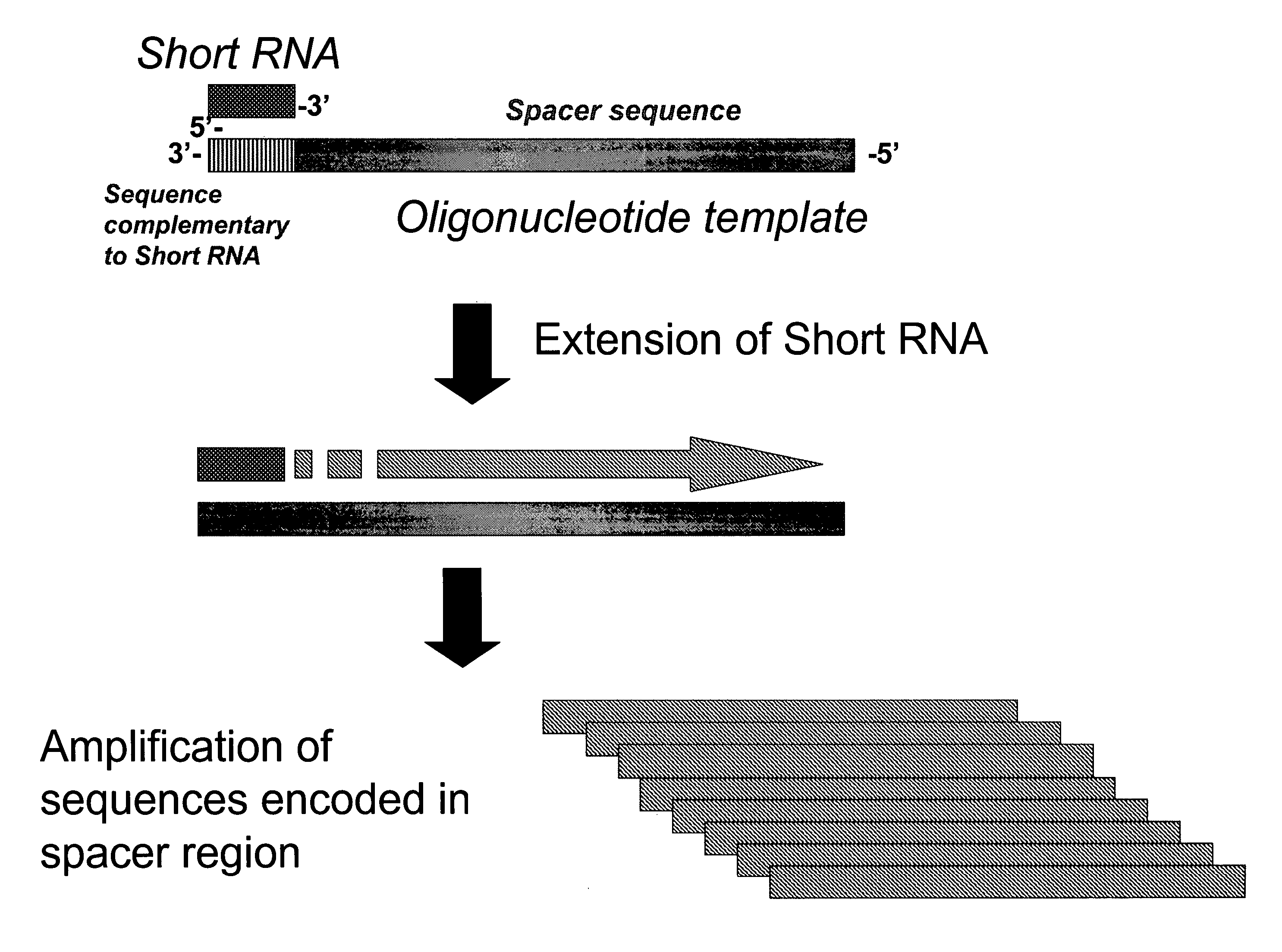 Method for quantitative detection of short RNA molecules