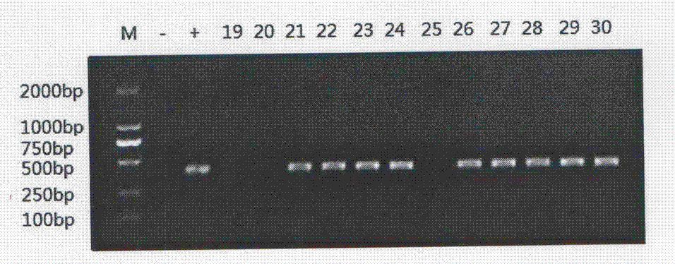 Vaccine strain for mycoplasmal pneumonia of swine