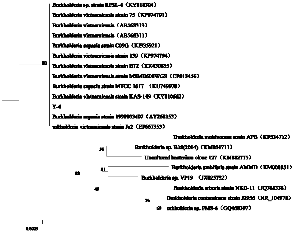 Burkholderia sp. Y-4 and application thereof to adsorption of heavy metal ions and sulfamido antibiotics