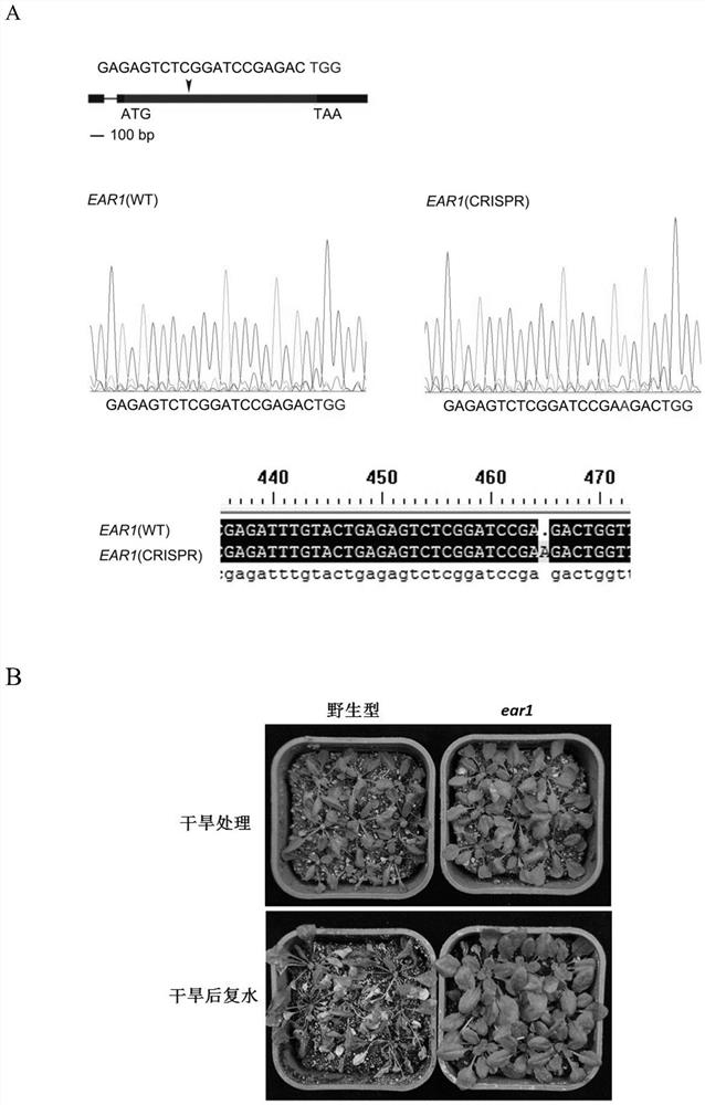 A kind of ear1 protein related to plant drought resistance, its coding gene and application