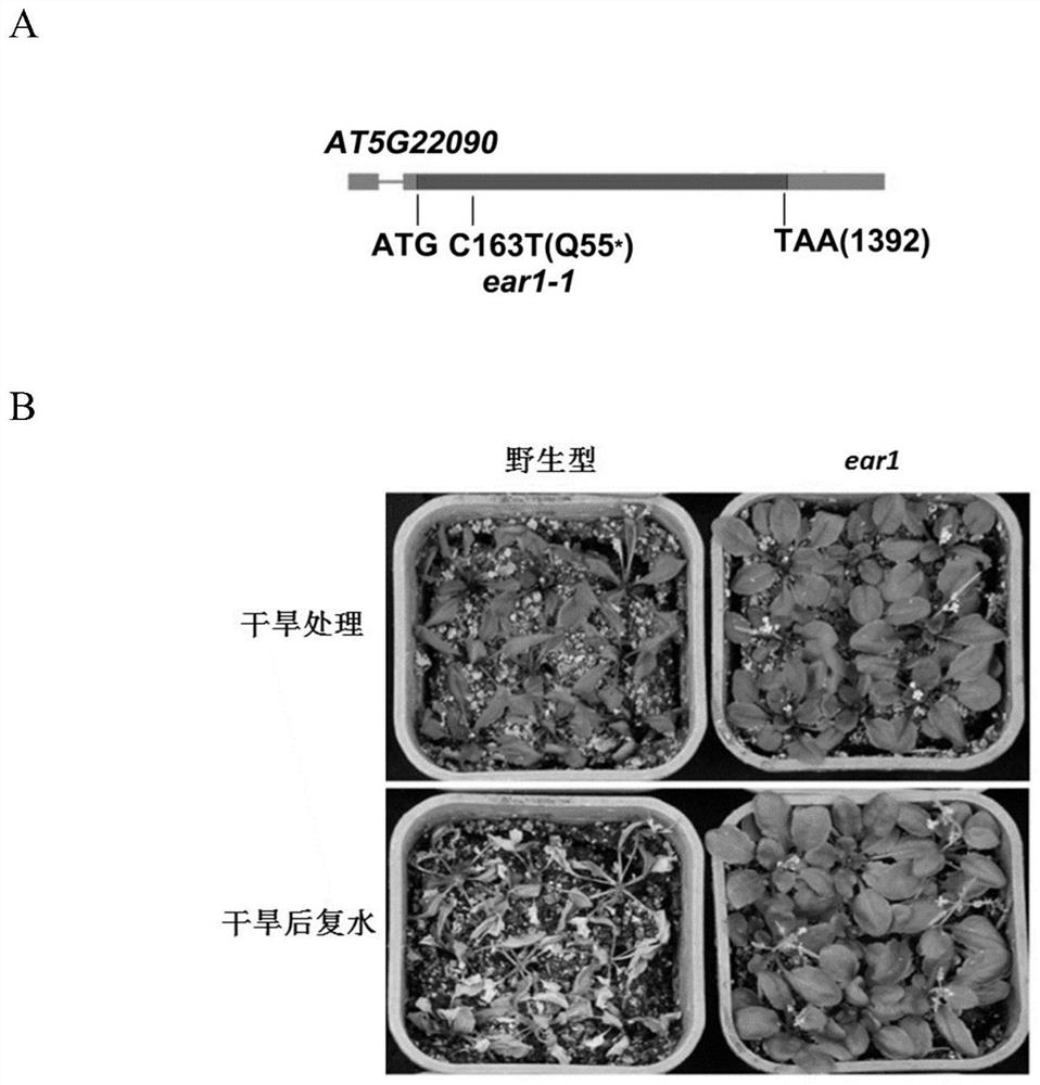 A kind of ear1 protein related to plant drought resistance, its coding gene and application