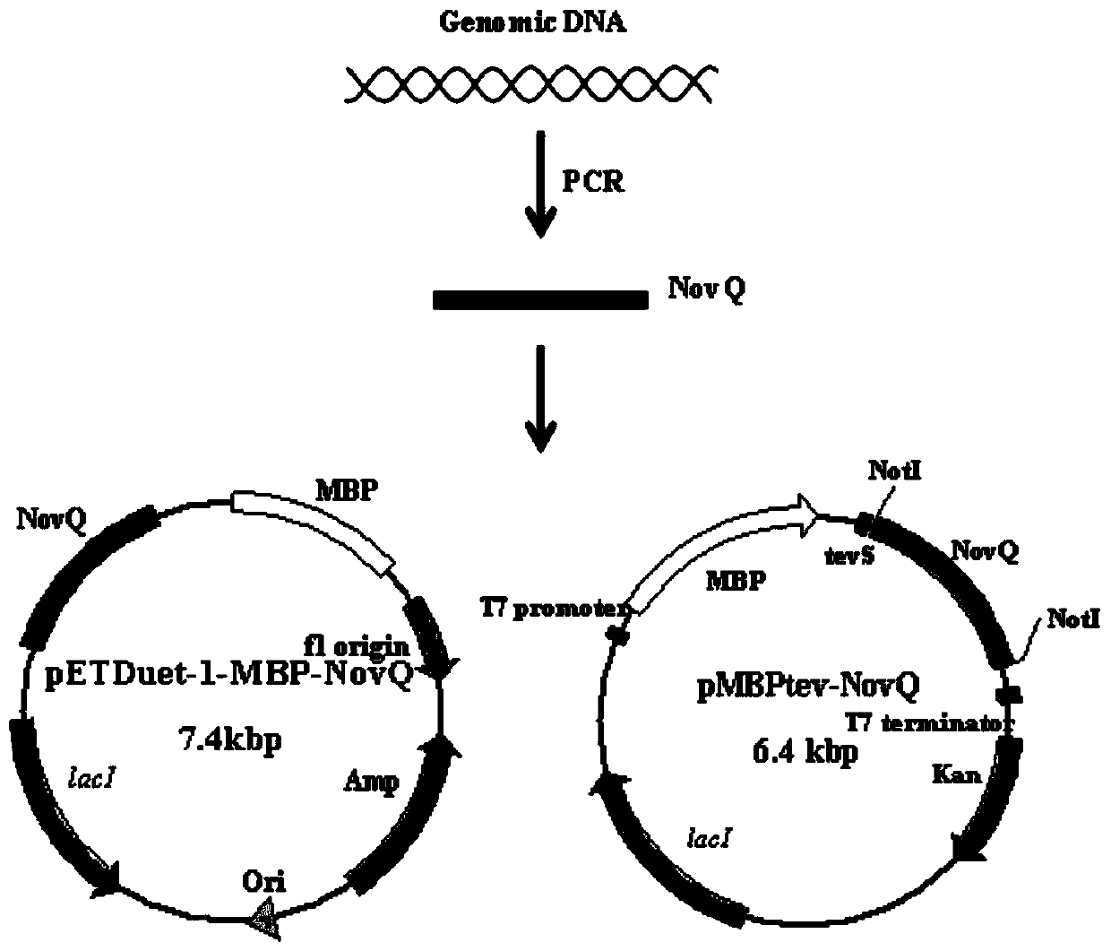Fermentation and one-step purifying method for obtaining aromatic isoprenyl transferase