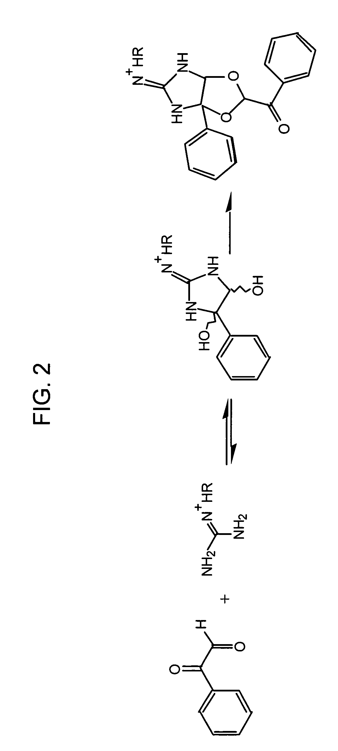 Methods for detecting asymmetric dimethylarginine in a biological sample