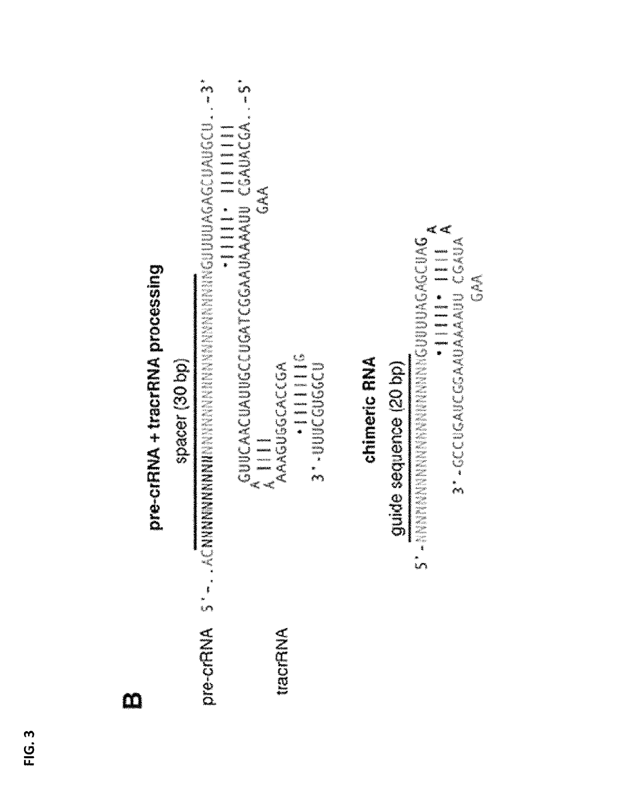 Methods and compositions for increasing efficiency of targeted gene modification using oligonucleotide-mediated gene repair