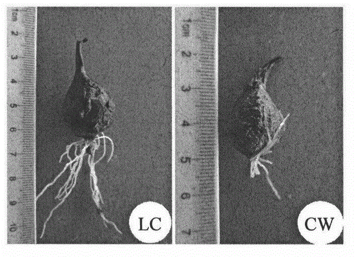 Method for breaking dormancy of tulipa edulis bulbs and increasing yield