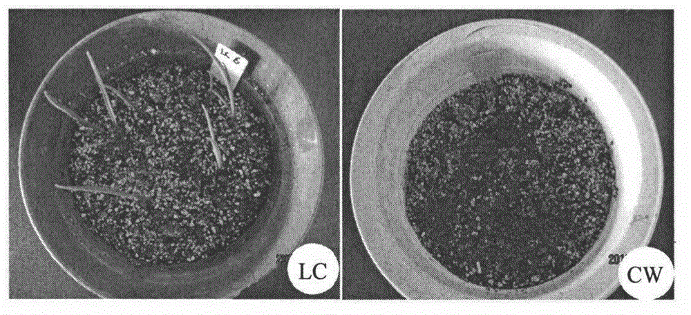 Method for breaking dormancy of tulipa edulis bulbs and increasing yield