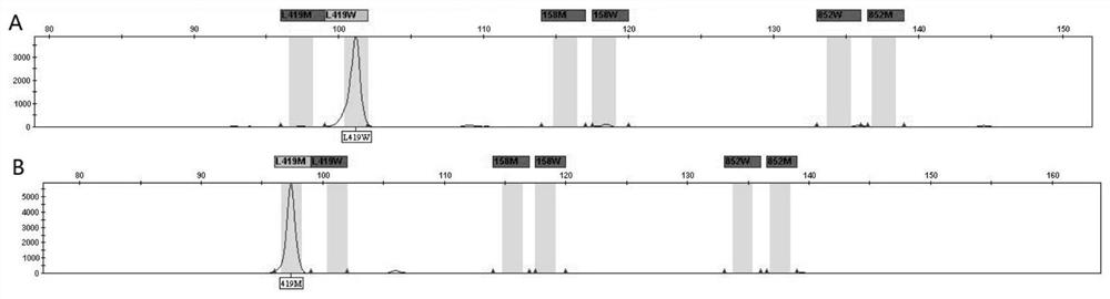 A kind of pkp2 gene mutation detection kit and its detection method