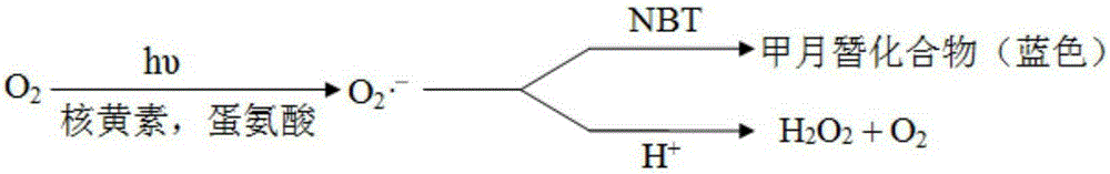 Adamantyl quinoline complexes, intermediates, preparation methods and applications thereof