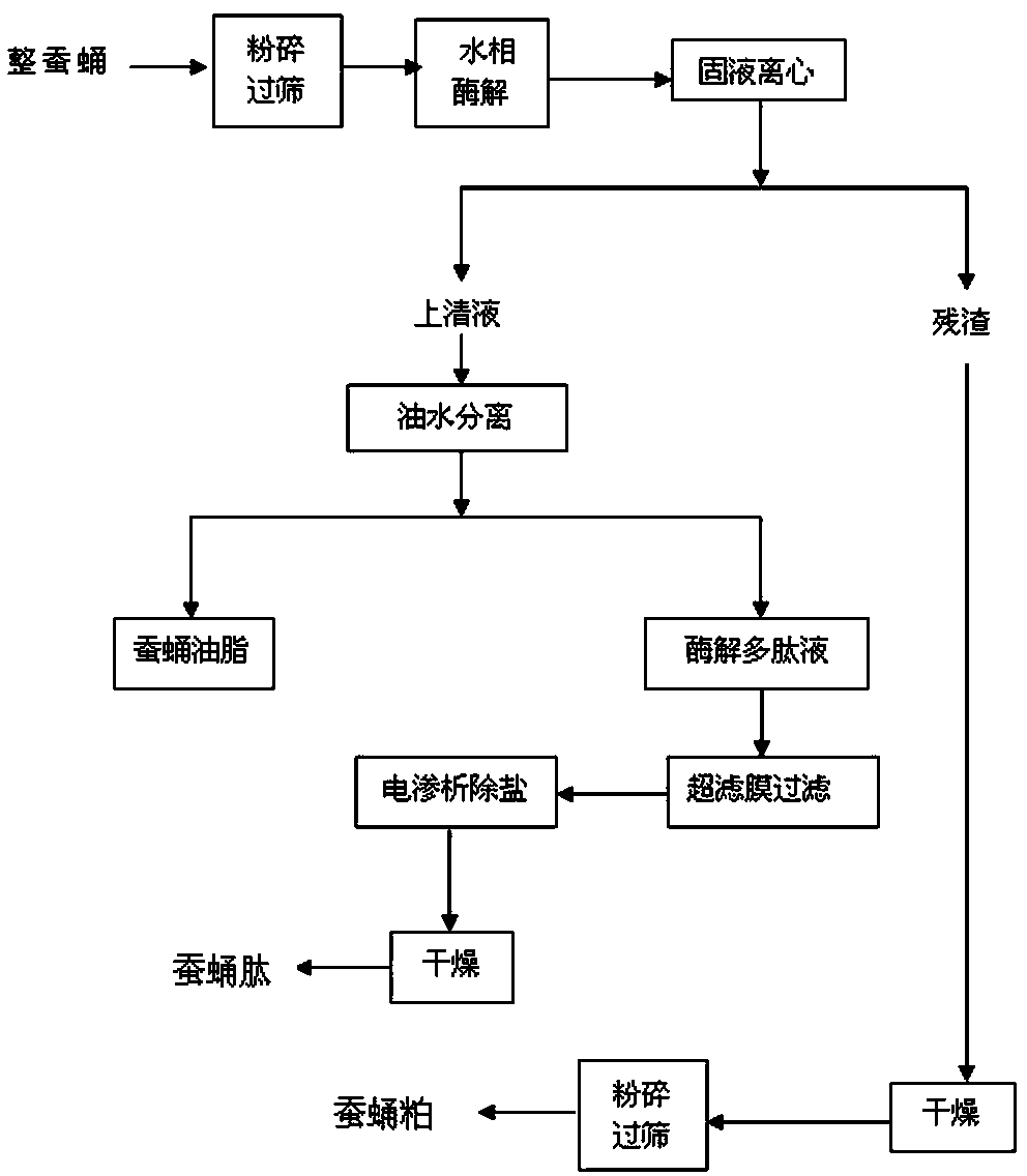 Method for producing silkworm chrysalis peptide powder and silkworm chrysalis meal by aqueous biological enzyme method