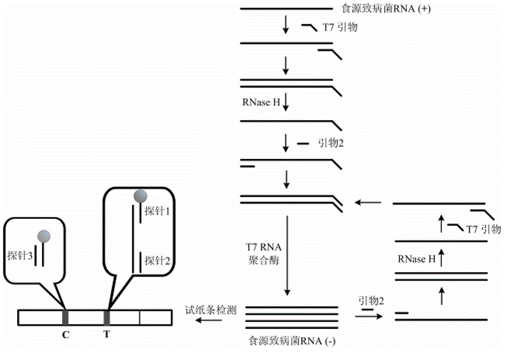 Method and kit for detecting pathogenic bacterium of food source by test strip based on NASBA (Nucleic Acid Sequence Based Amplification)