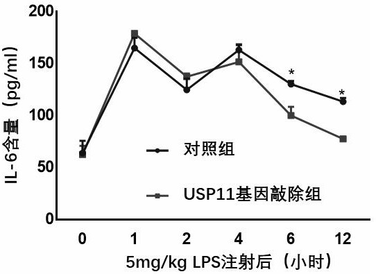 Application of USP11 in inhibition of degradation of cytokine IL6
