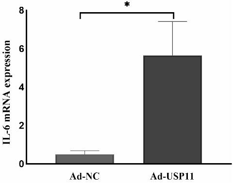 Application of USP11 in inhibition of degradation of cytokine IL6