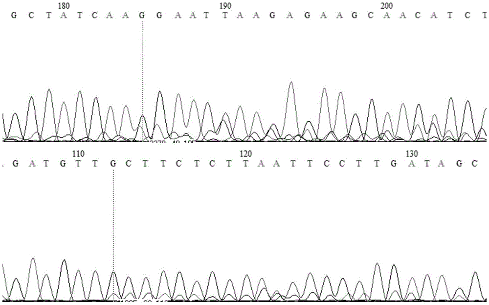 High-throughput sequencing mutation detection result verifying method