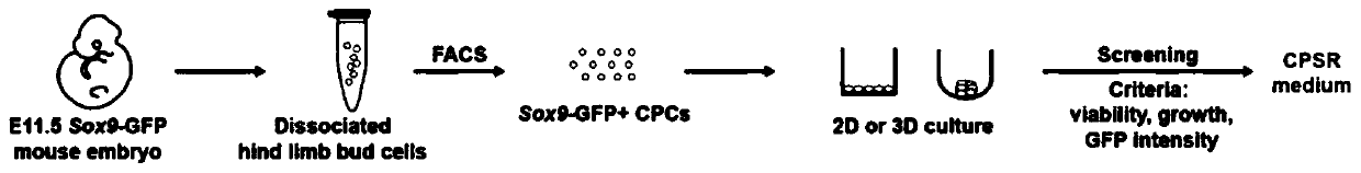 Cartilage progenitor cell culture medium and preparation method and application thereof