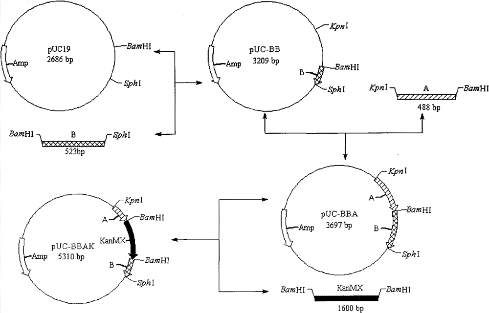 Low-yield higher-alcohol saccharomyces cerevisiae engineering bacterium and construction method thereof