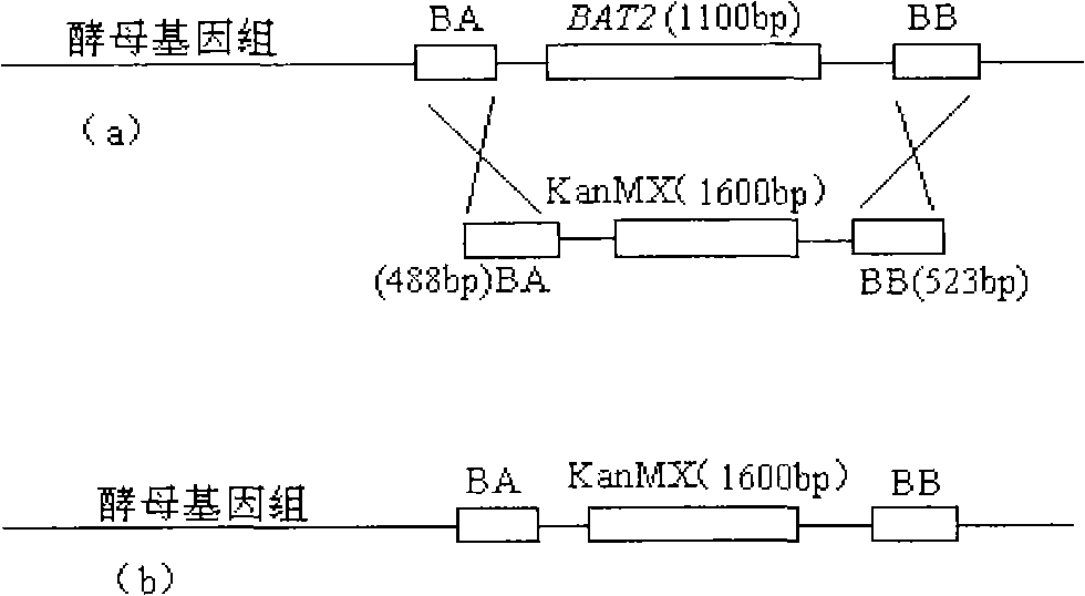 Low-yield higher-alcohol saccharomyces cerevisiae engineering bacterium and construction method thereof