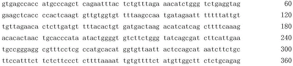 Method and kit used for determining human TERT gene rs2735940 site polymorphism