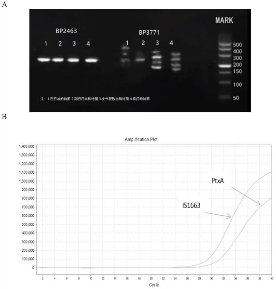 DNA fragment, primer, probe and kit for detecting four kinds of abalone bacteria and specifically detecting pertussis abalone bacteria and application
