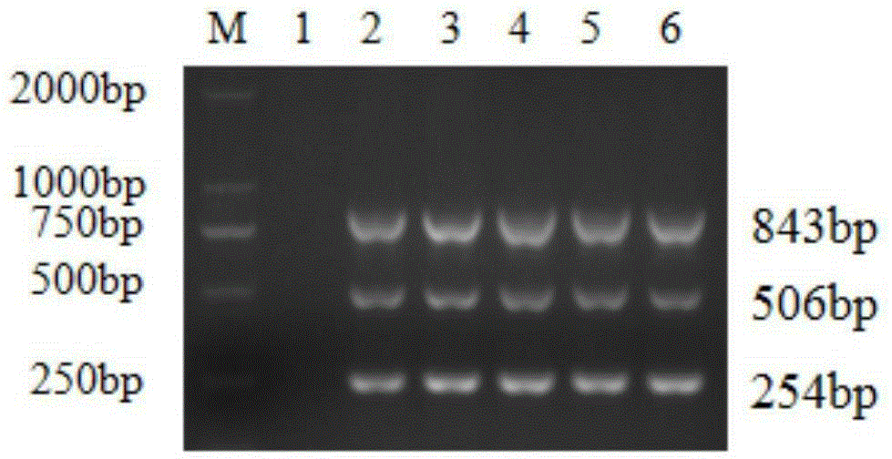 Triple PCR primer set capable of simultaneously detecting porcine circovirus II, porcine pseudorabies virus and porcine parvovirus and application thereof