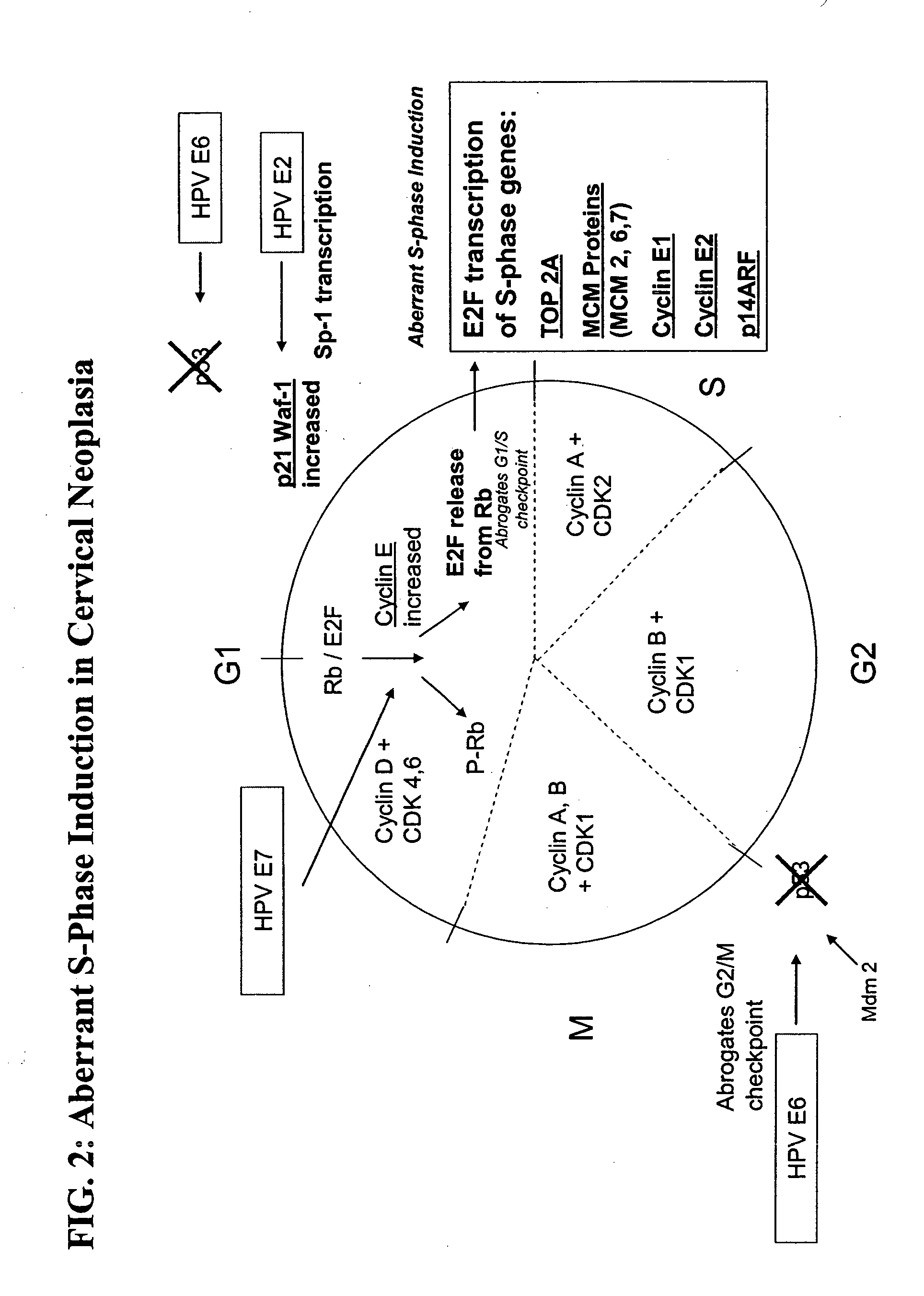 Methods and compositions for the detection of cervical disease
