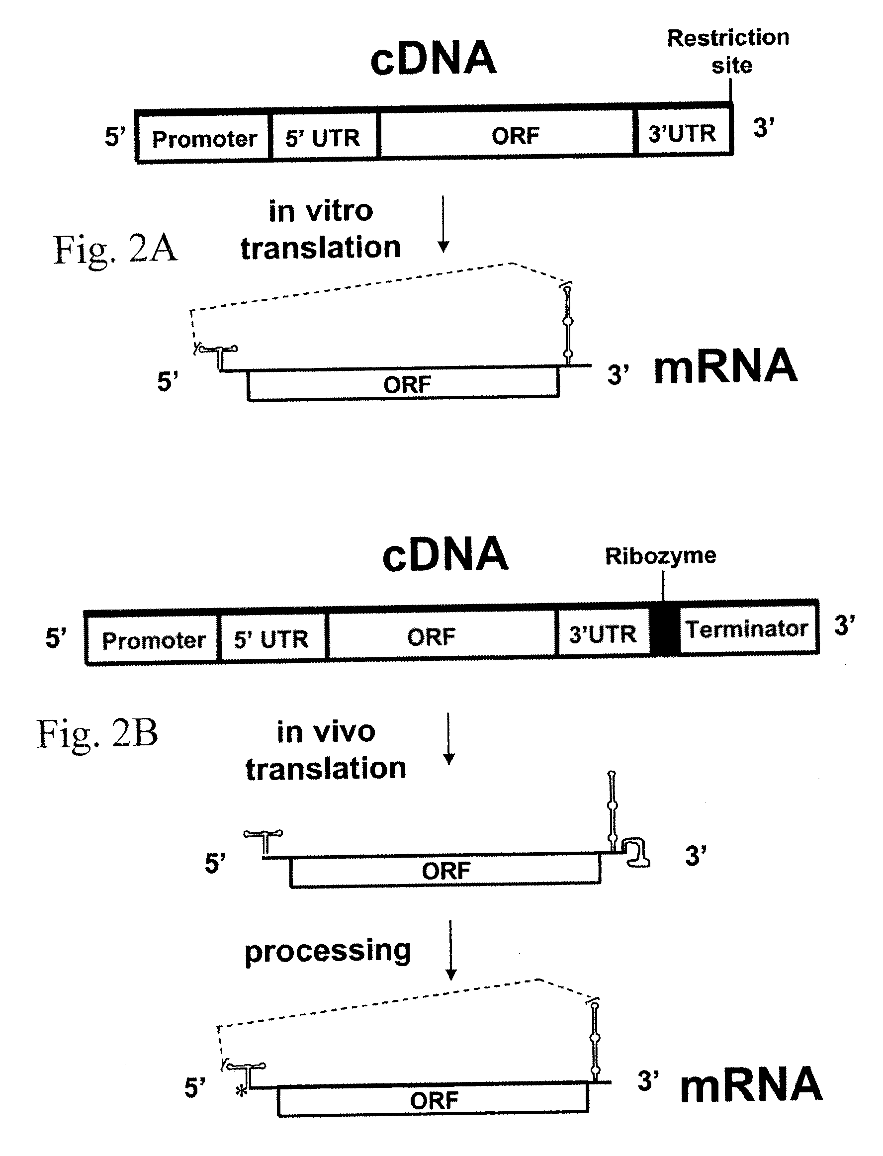 CAP-Independent Translational Enhancer for Protein Synthesis in Wheat Germ Extract and Transgenic Cereals