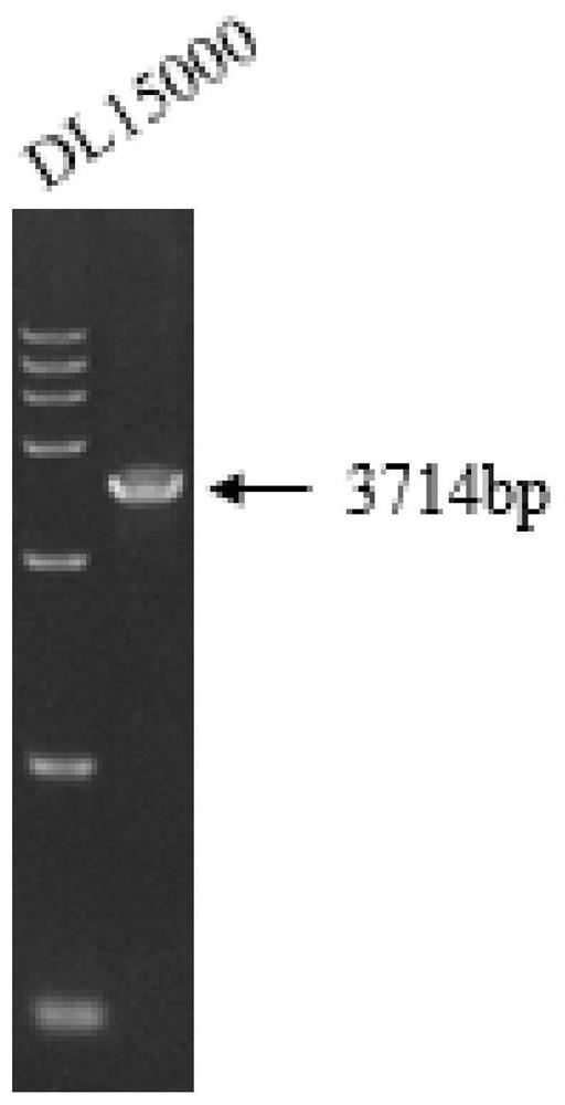 FokI and dCpf1 fusion protein expression vector and fixed-point gene editing method mediated by fusion protein