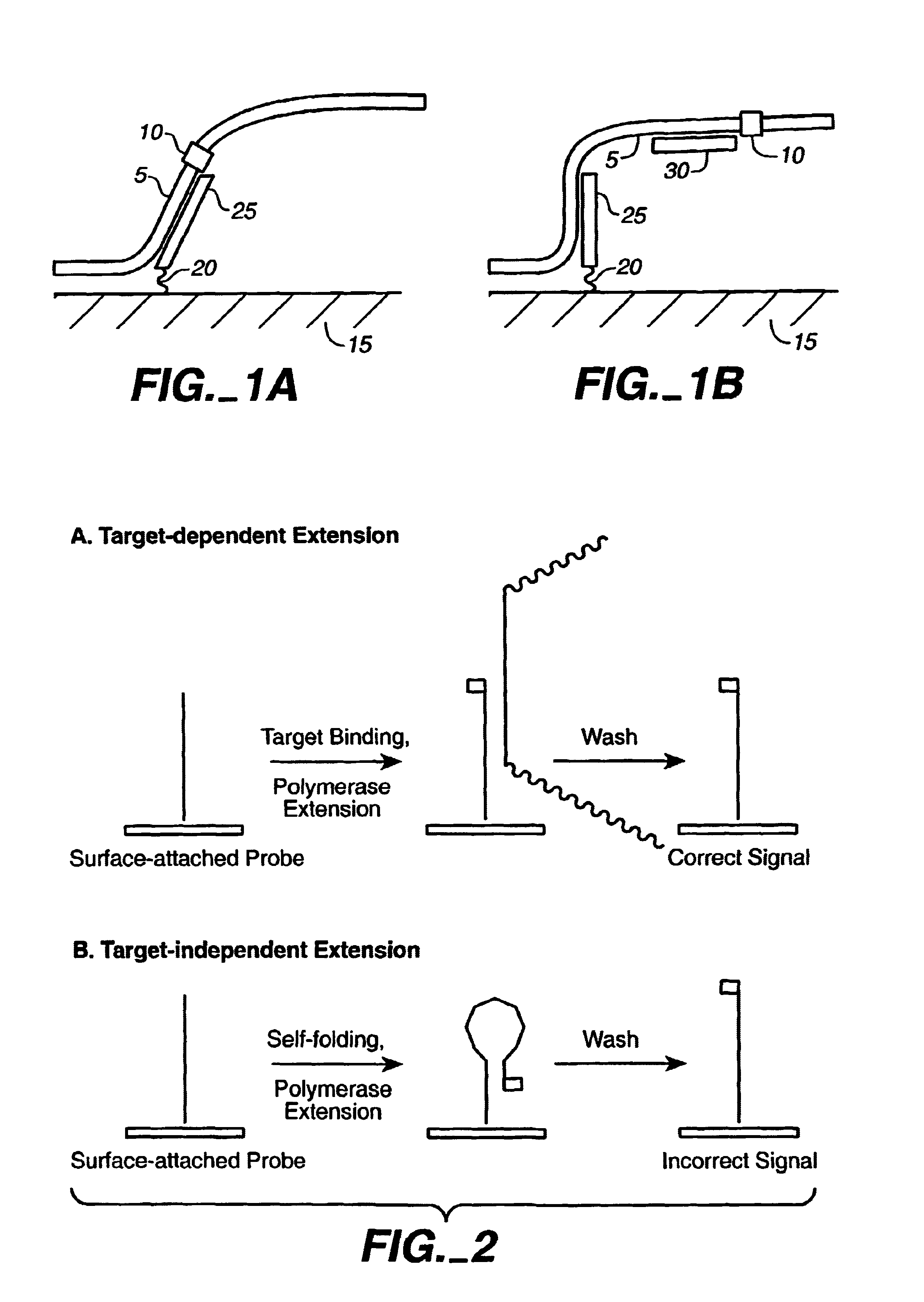 P450 single nucleotide polymorphism biochip analysis