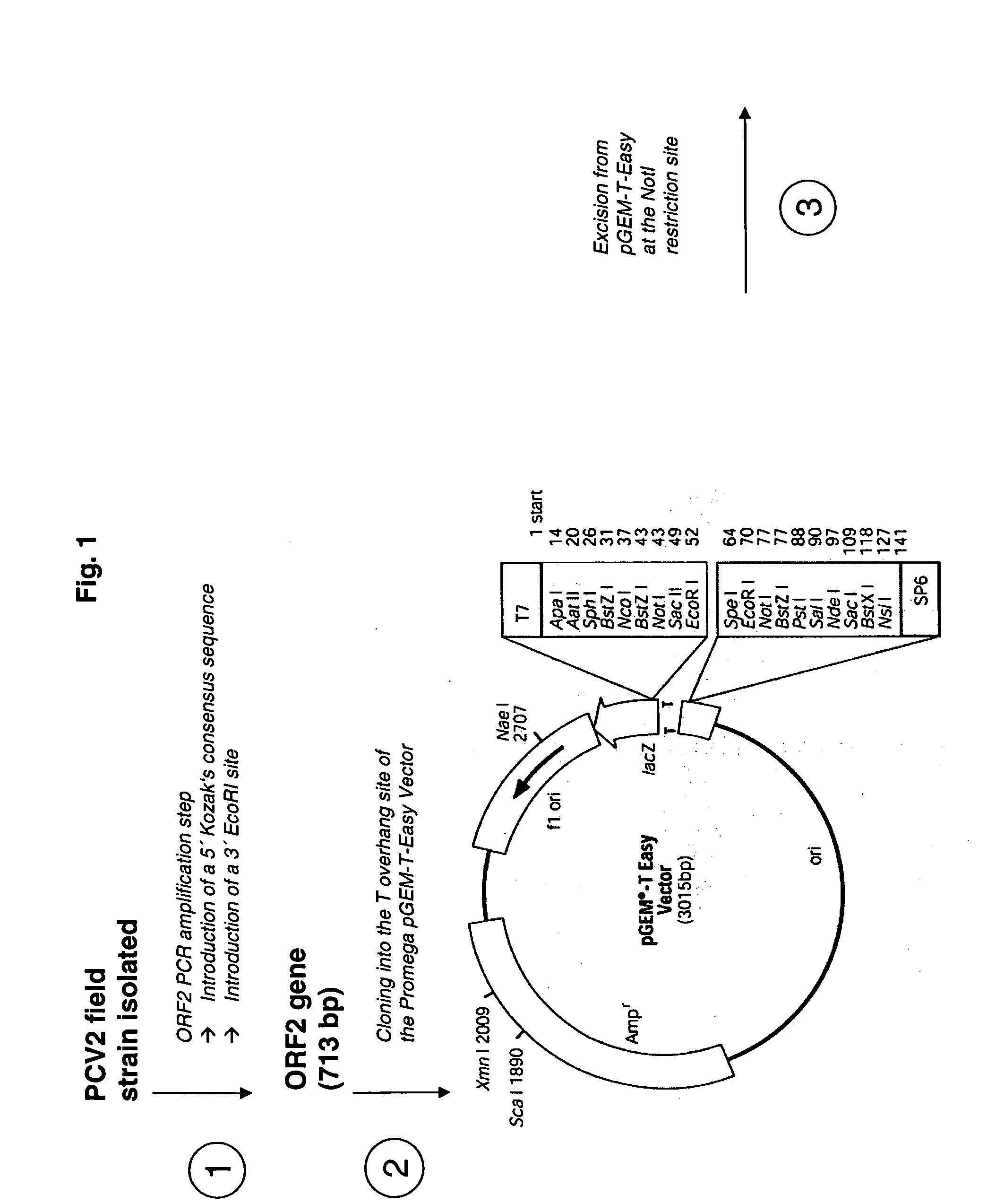 Multivalent pcv2 immunogenic compositions and methods of producing such compositions