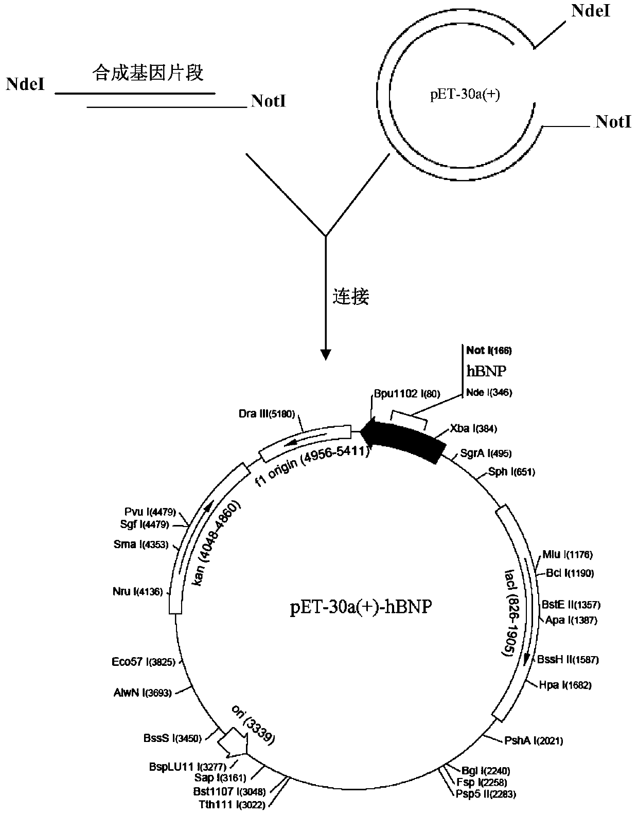 A kind of preparation method of high-purity recombinant human brain natriuretic peptide