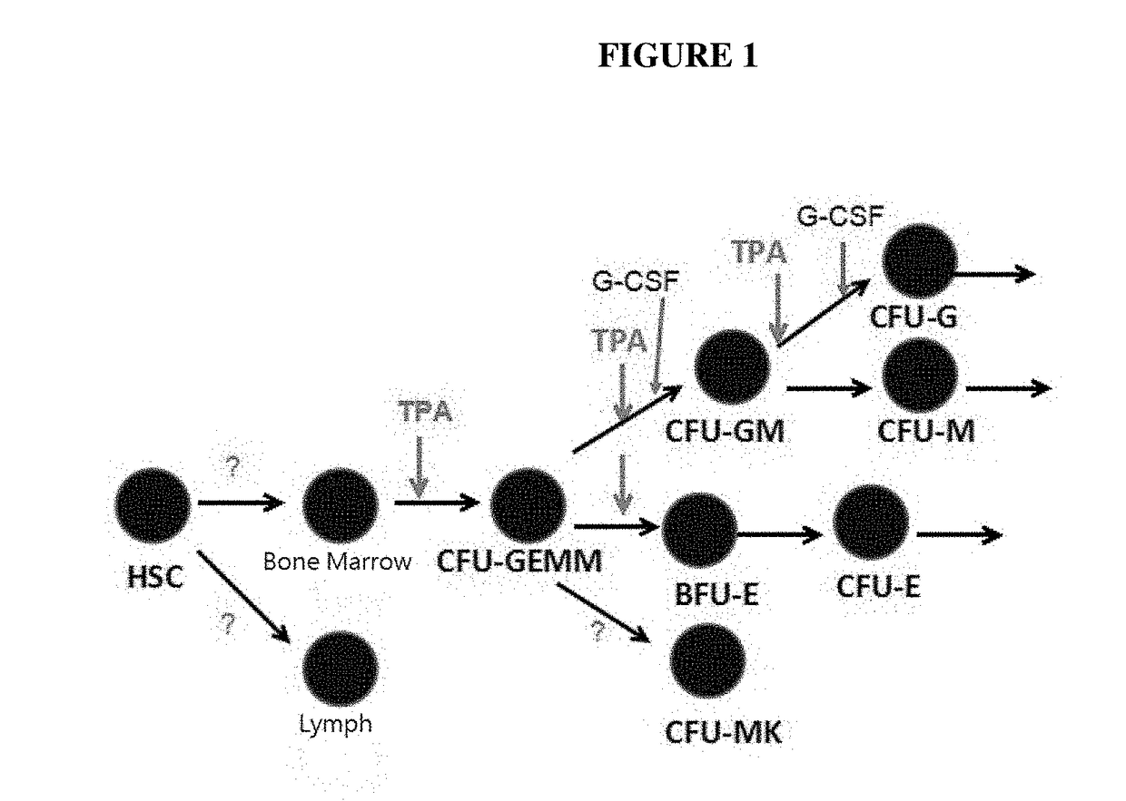 Phorbol ester compositions and methods of use for treating or reducing the duration of cytopenia