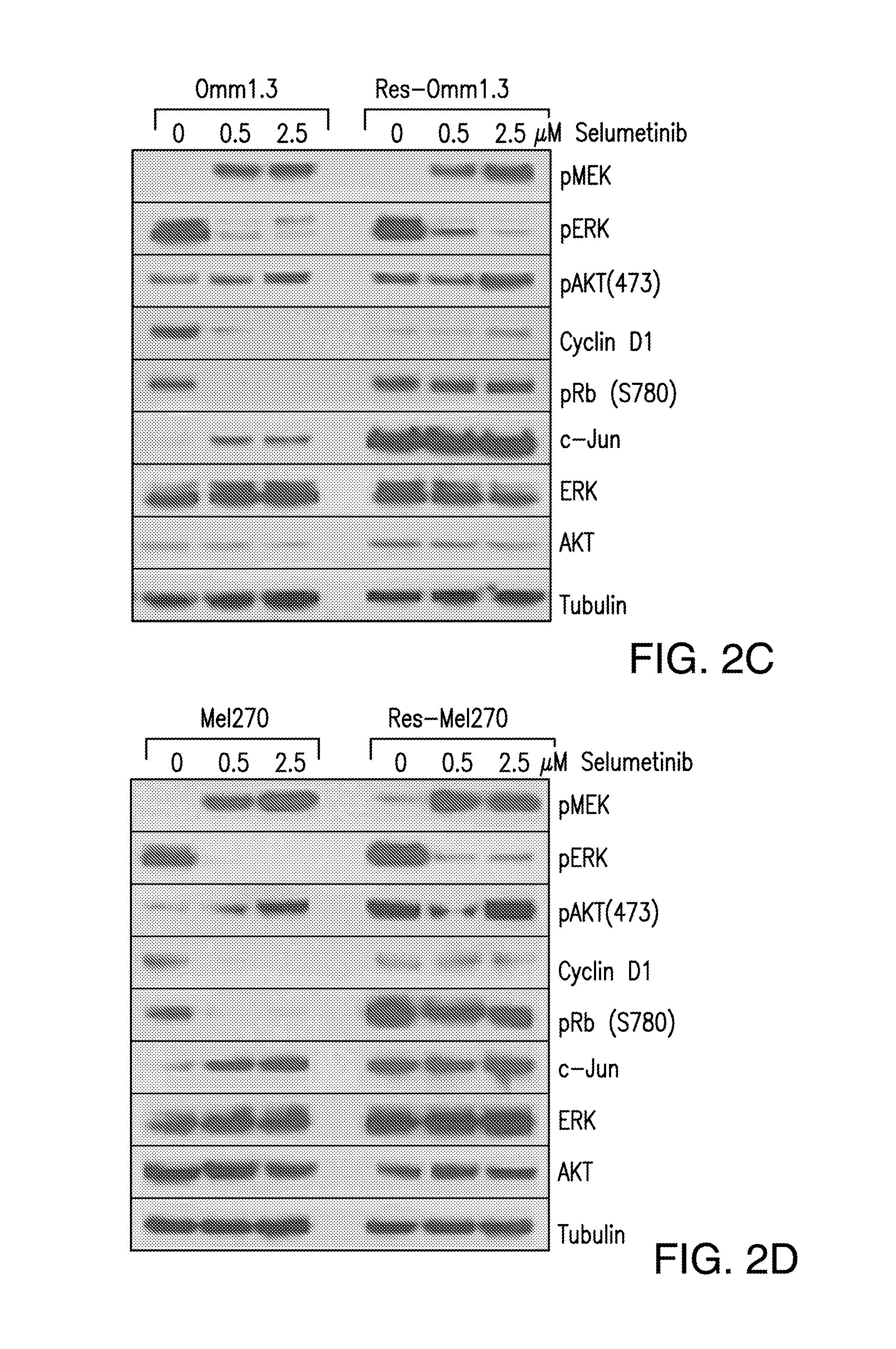 Ddx43 as a biomarker of resistance to mek1/2 inhibitors