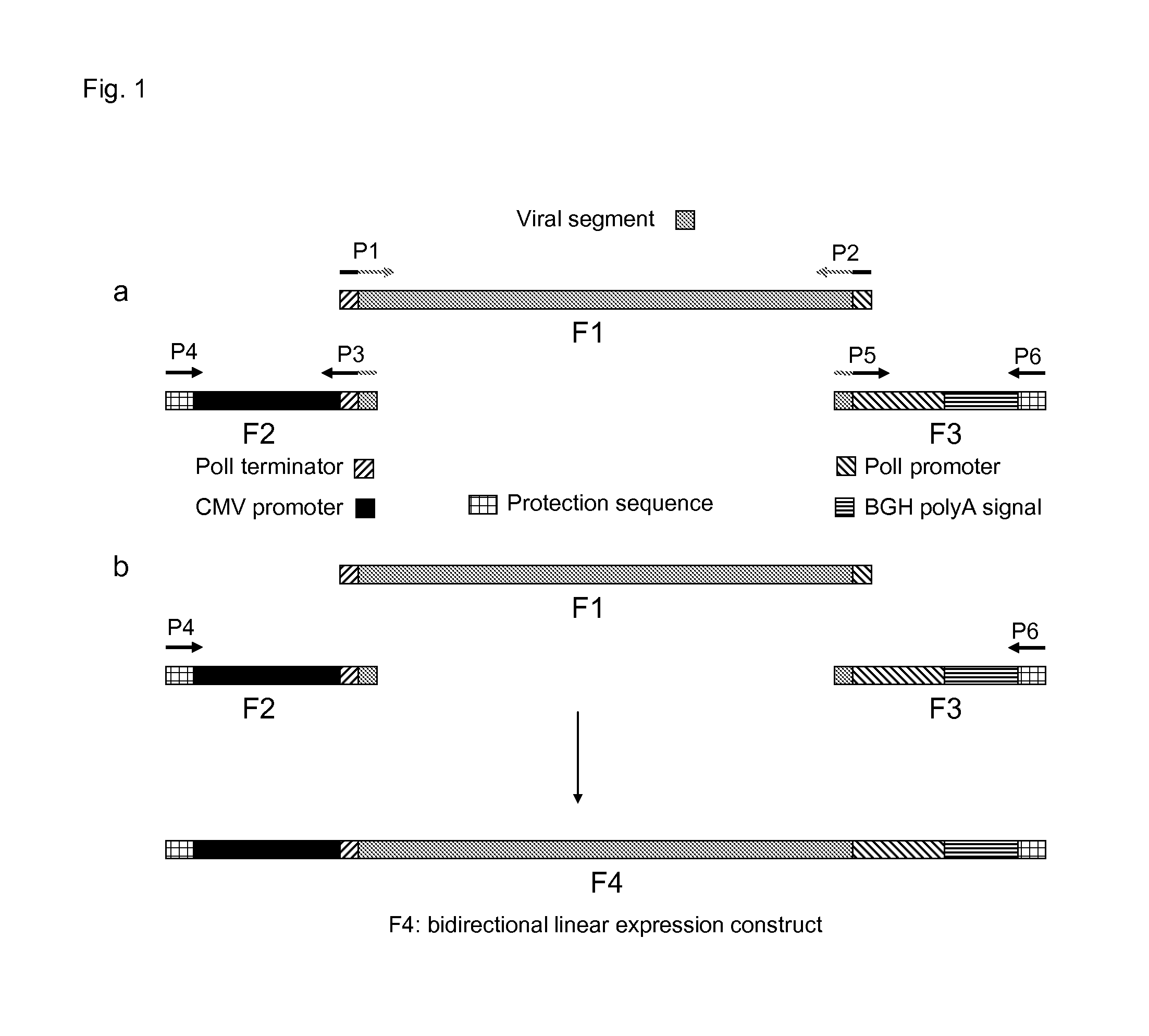 Novel method for generation of RNA virus