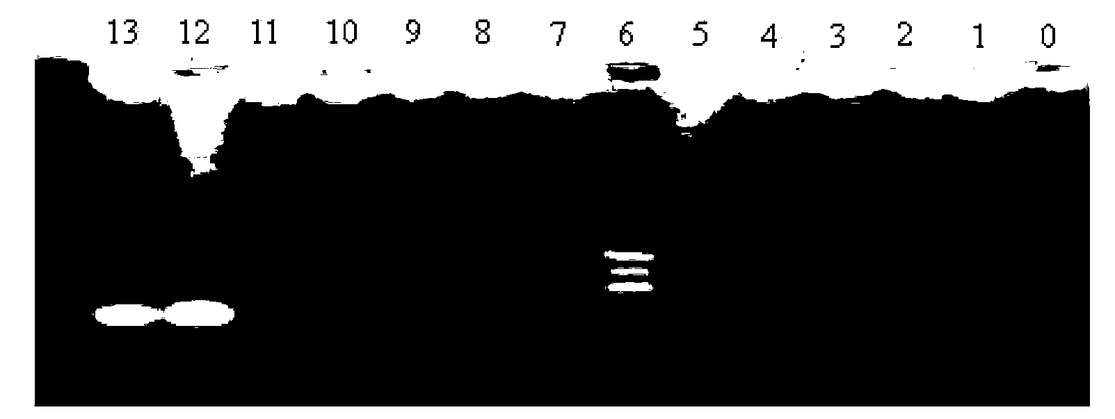 Detection reagent kit and detection method of aeromonas bacteria