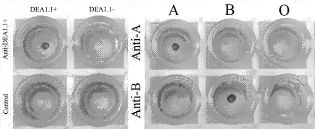 Indirect Dot-ELISA (enzyme-linked immunosorbent assay) method and application of blood group antibody