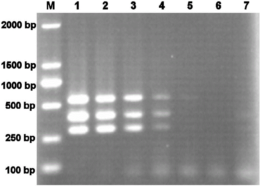 Porcine bocavirus detection and parting enrichment multiple PCR rapid diagnostic kit