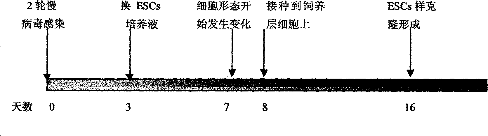 Method for inducing porcine induced pluripotent stem cells