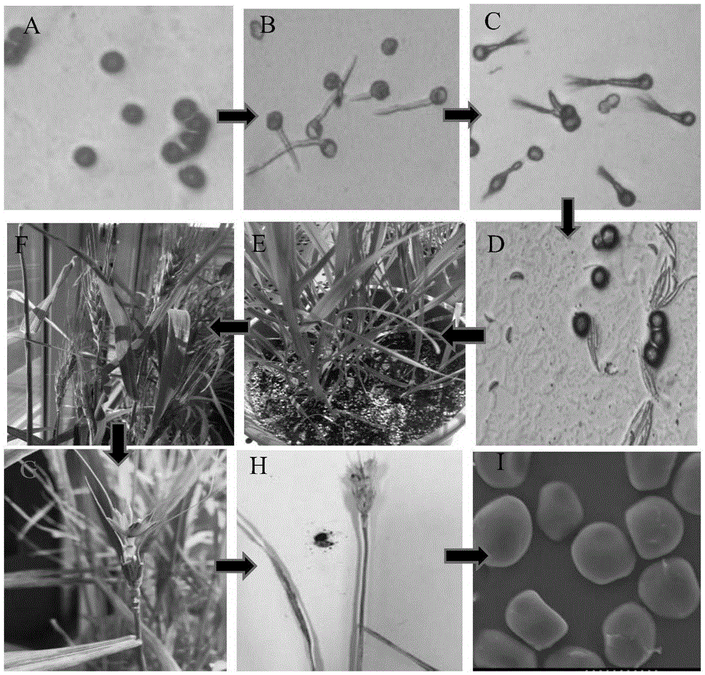 Method for artificial inoculation of Tilletia foetida infected wheat