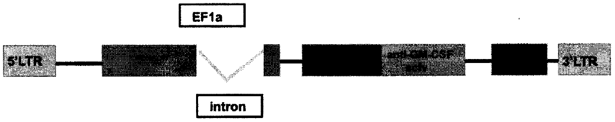 Construction and application of chimeric antigen receptor T cell having GM-CSF knockdown and secreting single chain antibody for neutralizing GM-CSF