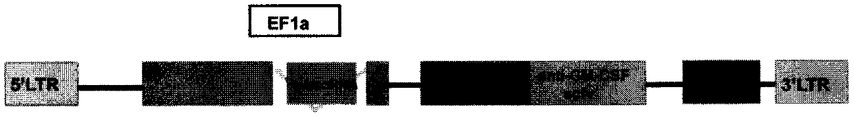 Construction and application of chimeric antigen receptor T cell having GM-CSF knockdown and secreting single chain antibody for neutralizing GM-CSF