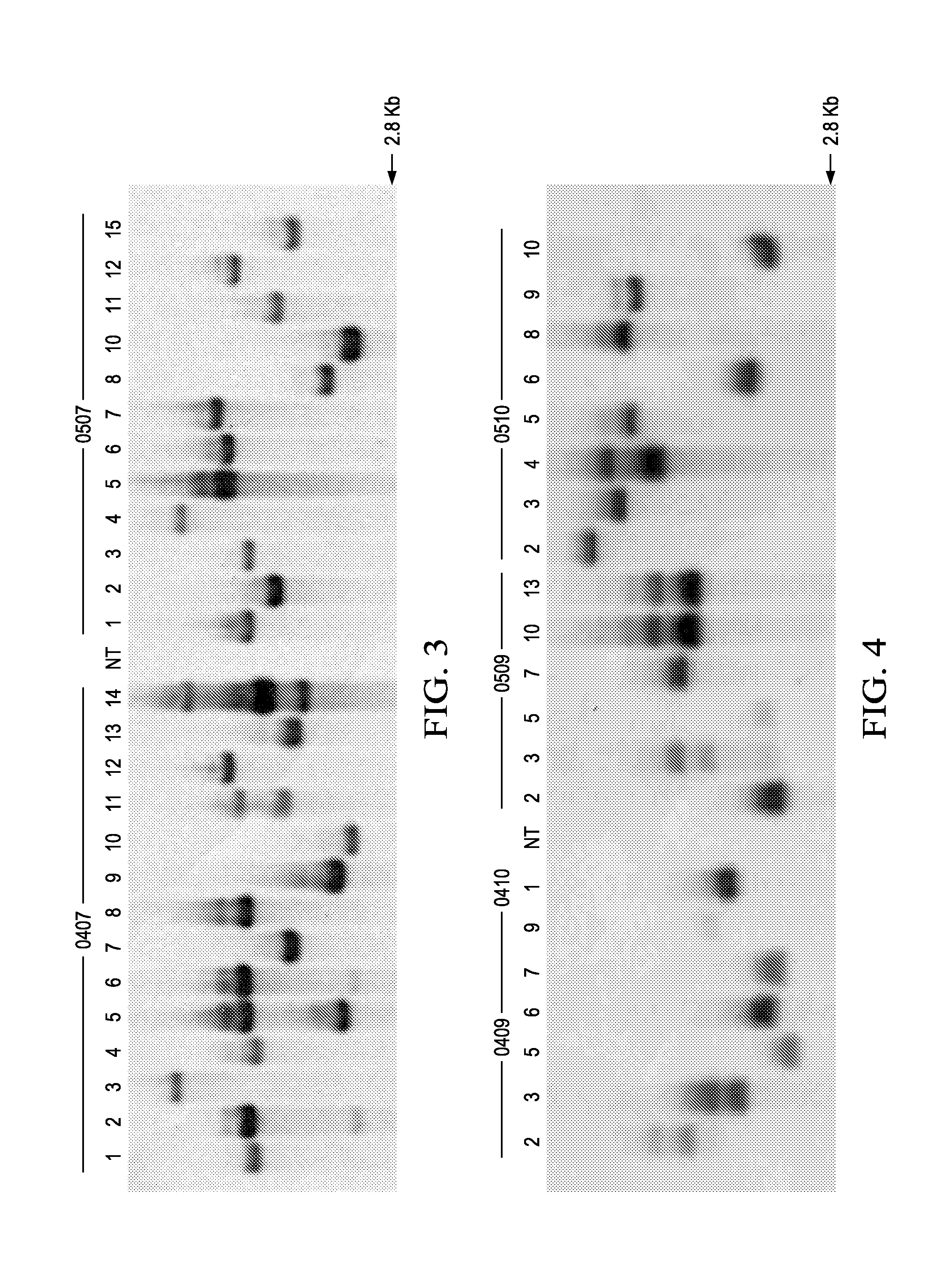 Pathogen resistant citrus compositions, organisms, systems, and methods
