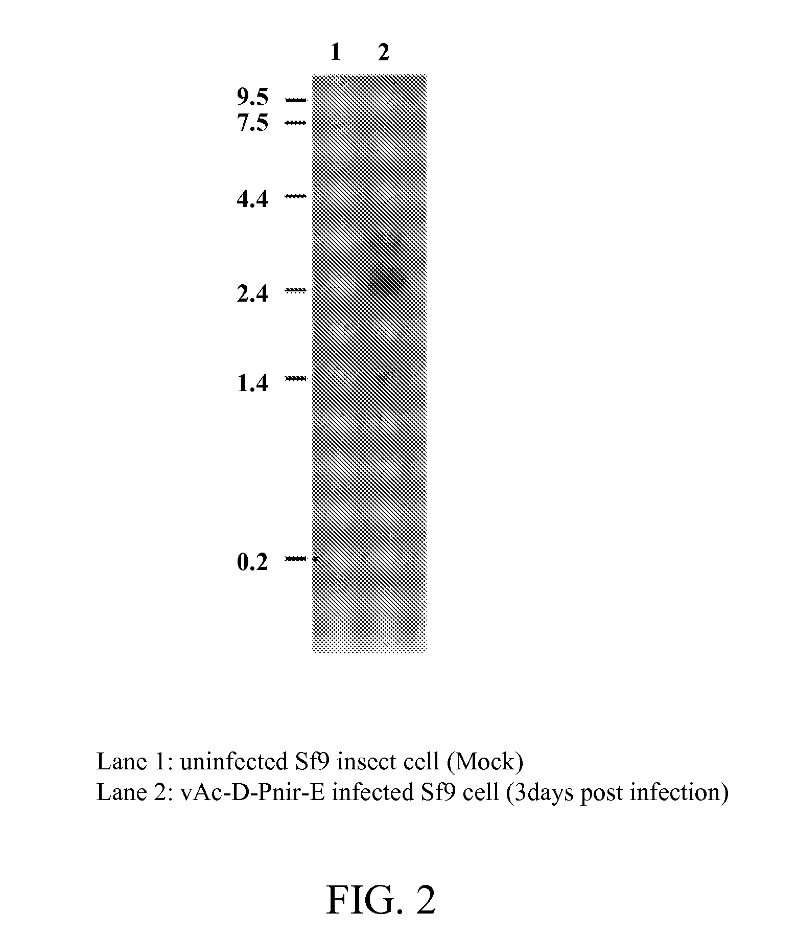 Isolated Polynucleotide Sequence with IRES Activity
