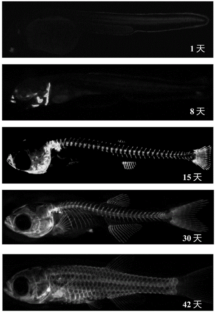 Construction method and application of osteoporosis zebra fish model