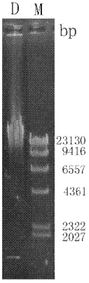 Lipase for treating oil pollutants as well as encoding gene and application thereof