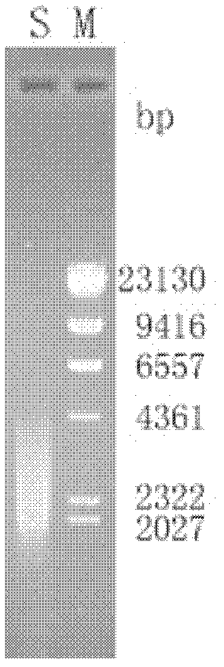 Lipase for treating oil pollutants as well as encoding gene and application thereof