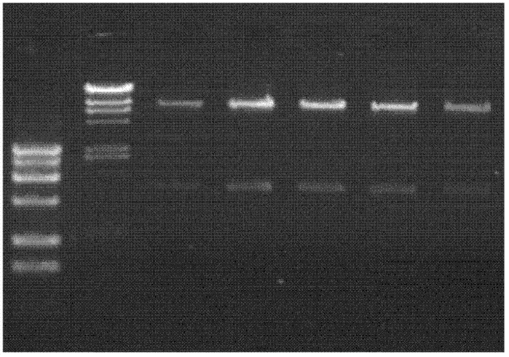 Lipase for treating oil pollutants as well as encoding gene and application thereof